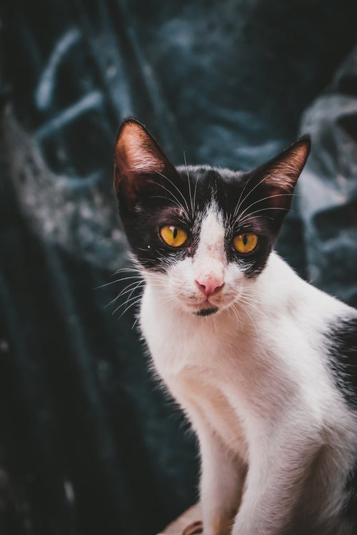 Milo